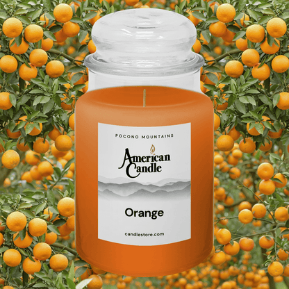 American Candle orange scented  candle in orchard full of oranges